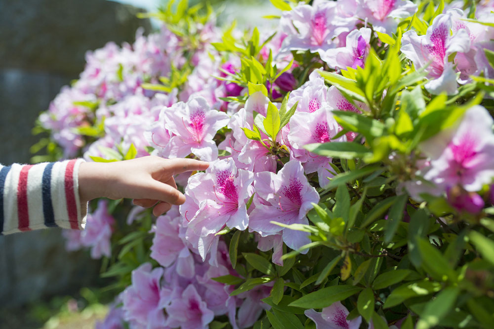 7 low-key house plants that are toxic for dogs